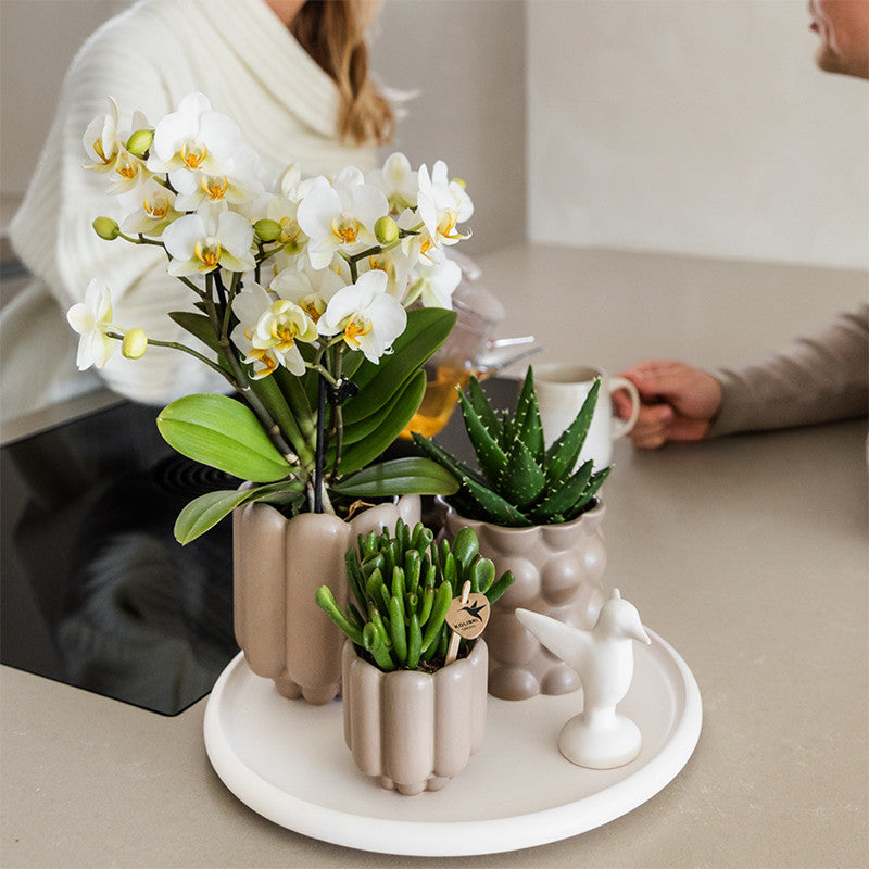 Kolibri Orchids | Gift Set Slow Living | Groene planten met witte Phalaenopsis orchidee Lausanne in keramieken sierpotten…