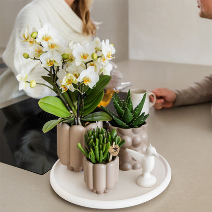 Kolibri Orchids | Gift Set Slow Living | Groene planten met witte Phalaenopsis orchidee Lausanne in keramieken sierpotten…