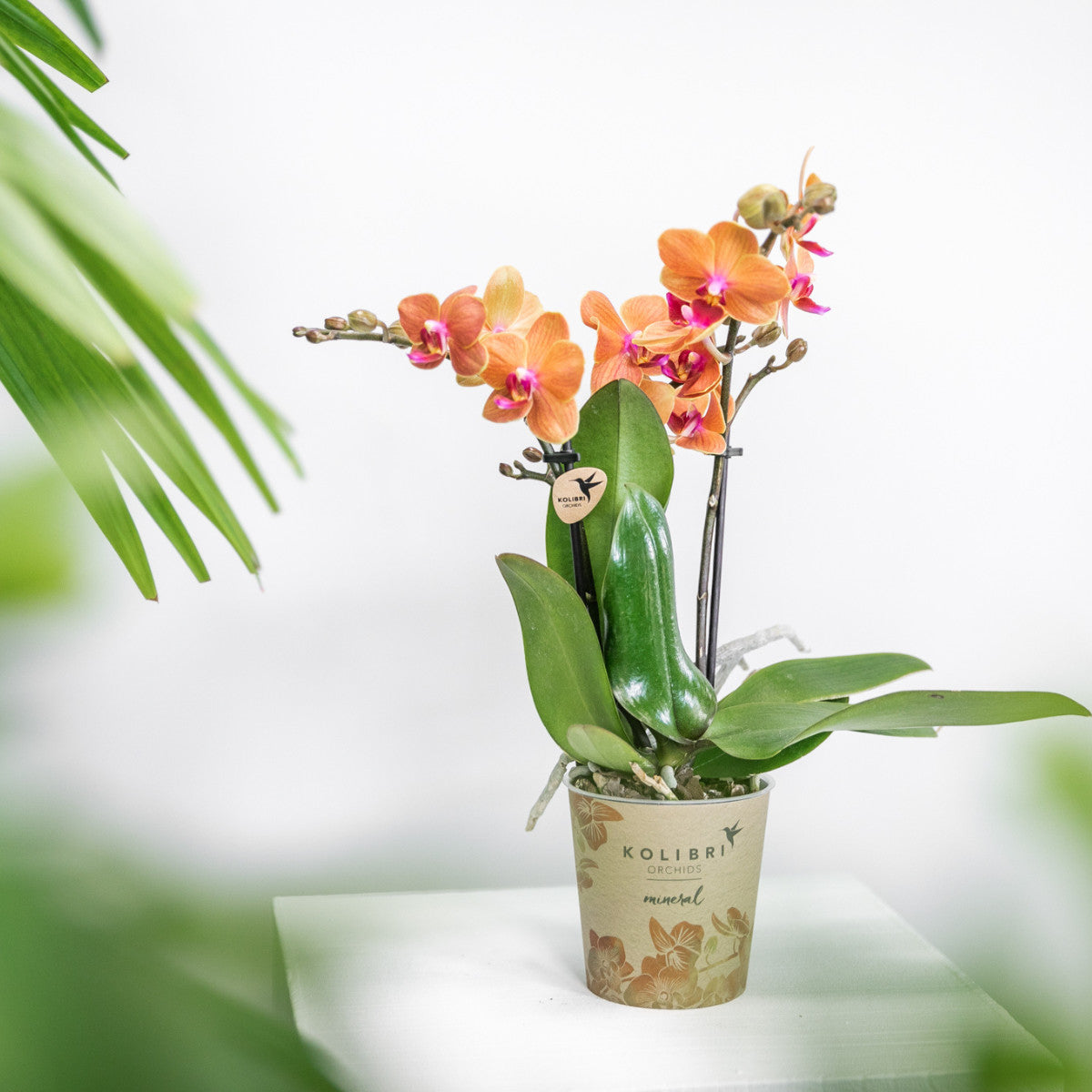 Kolibri Orchids | Oranje Phalaenopsis orchidee - Mineral Bolzano - potmaat Ø9cm | bloeiende kamerplant - vers van de…