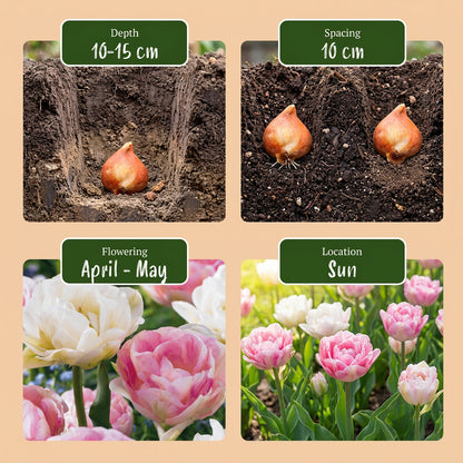 24x Tulipa Double Sensation - Gevulde tulp - Diversen - Voorjaarsbloeier - Bolmaat 11/12 | productafbeelding 4