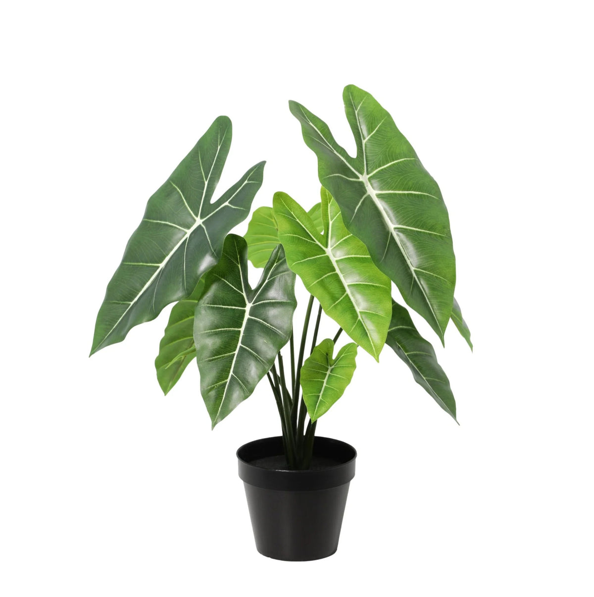 ARTIFICIAL Alocasia Polly - 40cm | productafbeelding 7