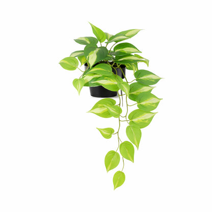 ARTIFICIAL Epipremnum Variegata - 37cm | productafbeelding 2