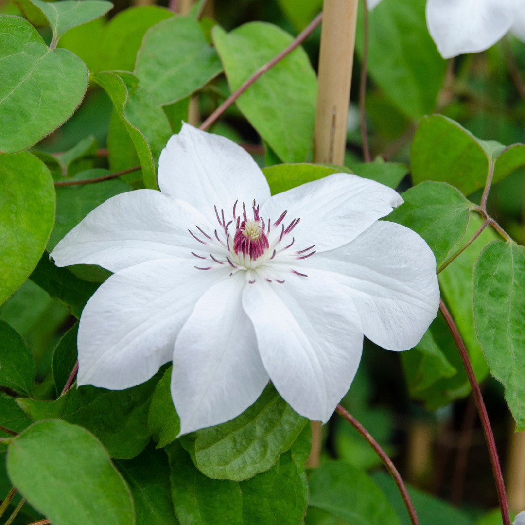 3x Clematis ‘Miss Bateman’ – P9 pot – elegante witte bloeiende klimplant | productafbeelding 4