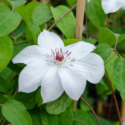 3x Clematis ‘Miss Bateman’ – P9 pot – elegante witte bloeiende klimplant | productafbeelding 4
