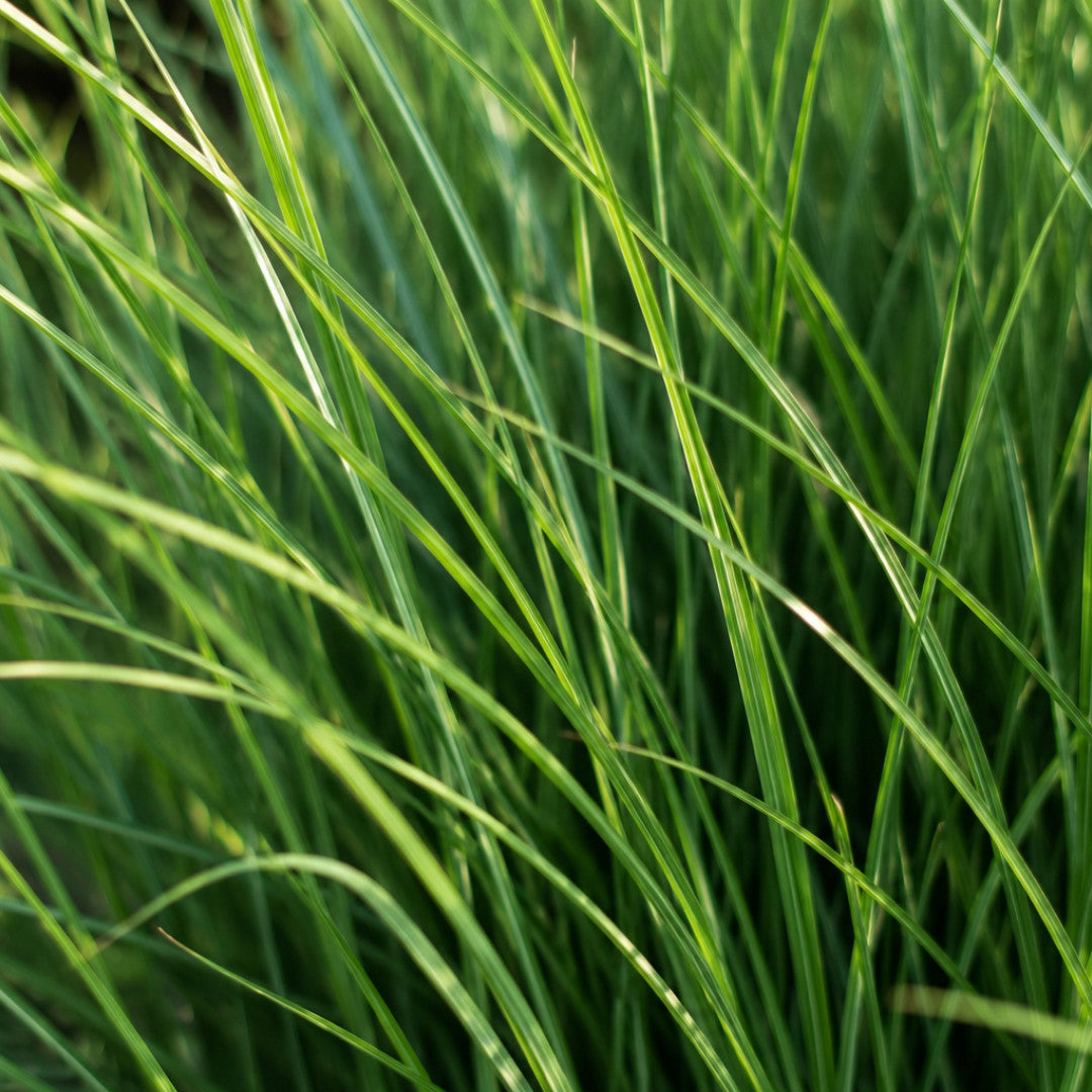 3x Panicum virgatum ‘Northwind’ – Sterk opgaand siergras met strakke groeivorm | Potmaat 12 cm | productafbeelding 3