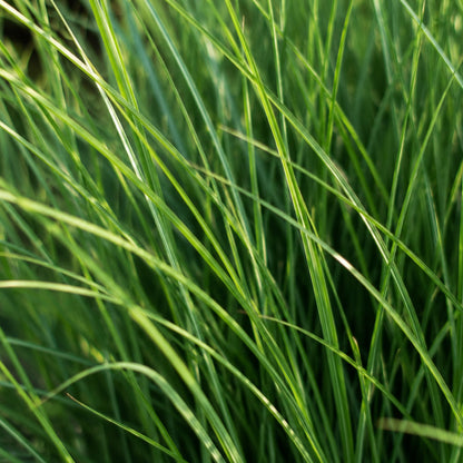 3x Panicum virgatum ‘Northwind’ – Sterk opgaand siergras met strakke groeivorm | Potmaat 12 cm | productafbeelding 3