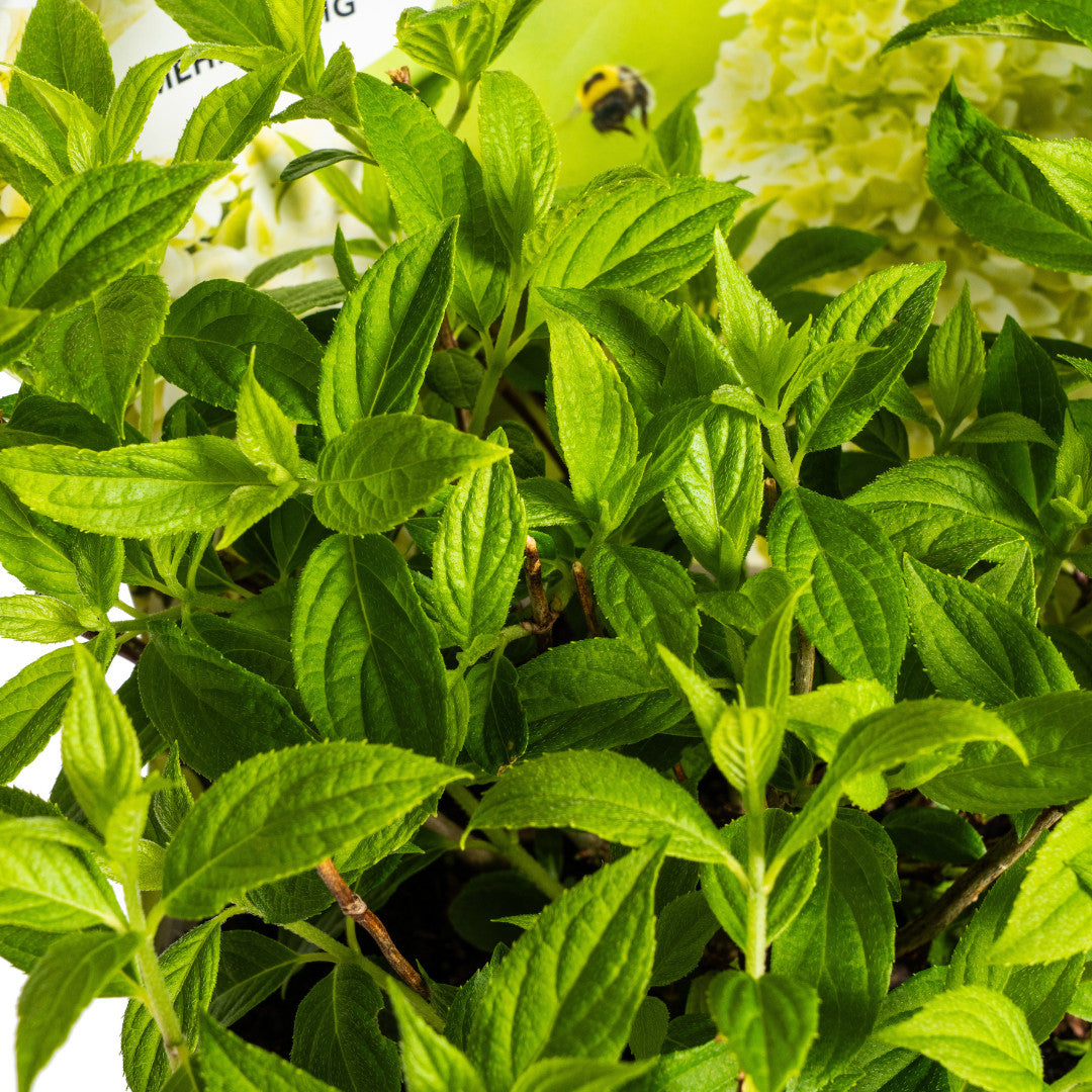 Hydrangea paniculata Magical Candle potcover met heldergroene bladeren in pot, perfect voor halfschaduw tot volle zon