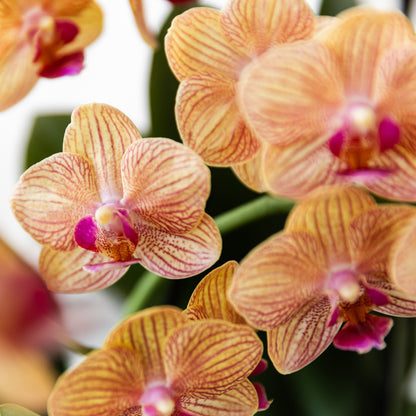 Kolibri Orchids | oranje Phalaenopsis orchidee - Jamaica + Painted Stripe pot oranje - potmaat Ø9cm | bloeiende…