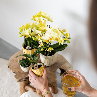 Kolibri Home | Painted stripe - Yellow - Ø6cm | productafbeelding 5