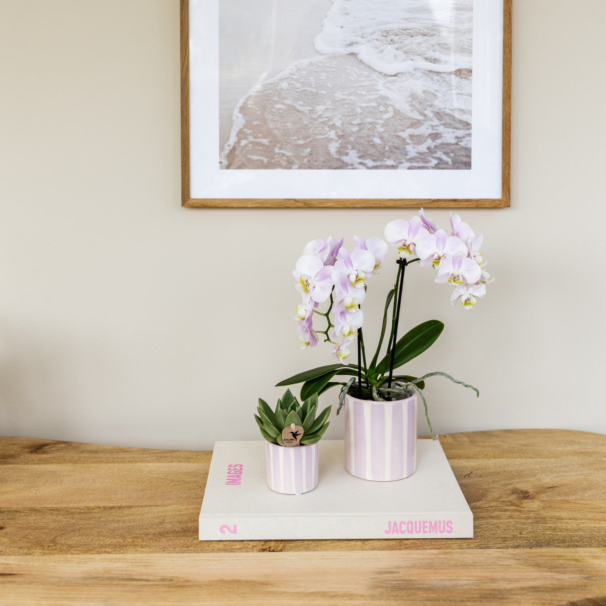 Kolibri Orchids | Roze Phalaenopsis orchidee Portugal + Painted Stripe pot roze - potmaat Ø9cm | bloeiende kamerplant -…