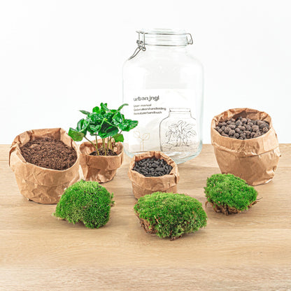 DIY-Terrarium – Einmachglas – Coffea Arabica – ↕ 28 cm – Rechen + Schaufel + Pinzette + Schere