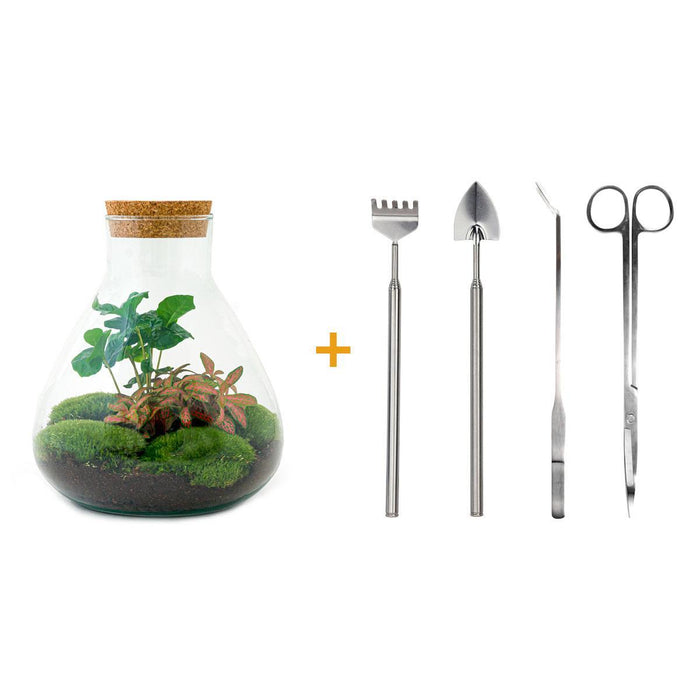 DIY terrarium - Sammie Coffea - ↕ 27 cm - Hark + Schop + Pincet + Schaar