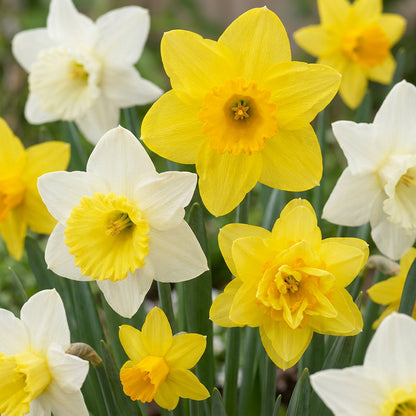 40x Narcissus Botanical Mix - Botanische narcissenmix - Geel en Wit - Verwilderingsbol - Bolmaat 10/12 | productafbeelding 5
