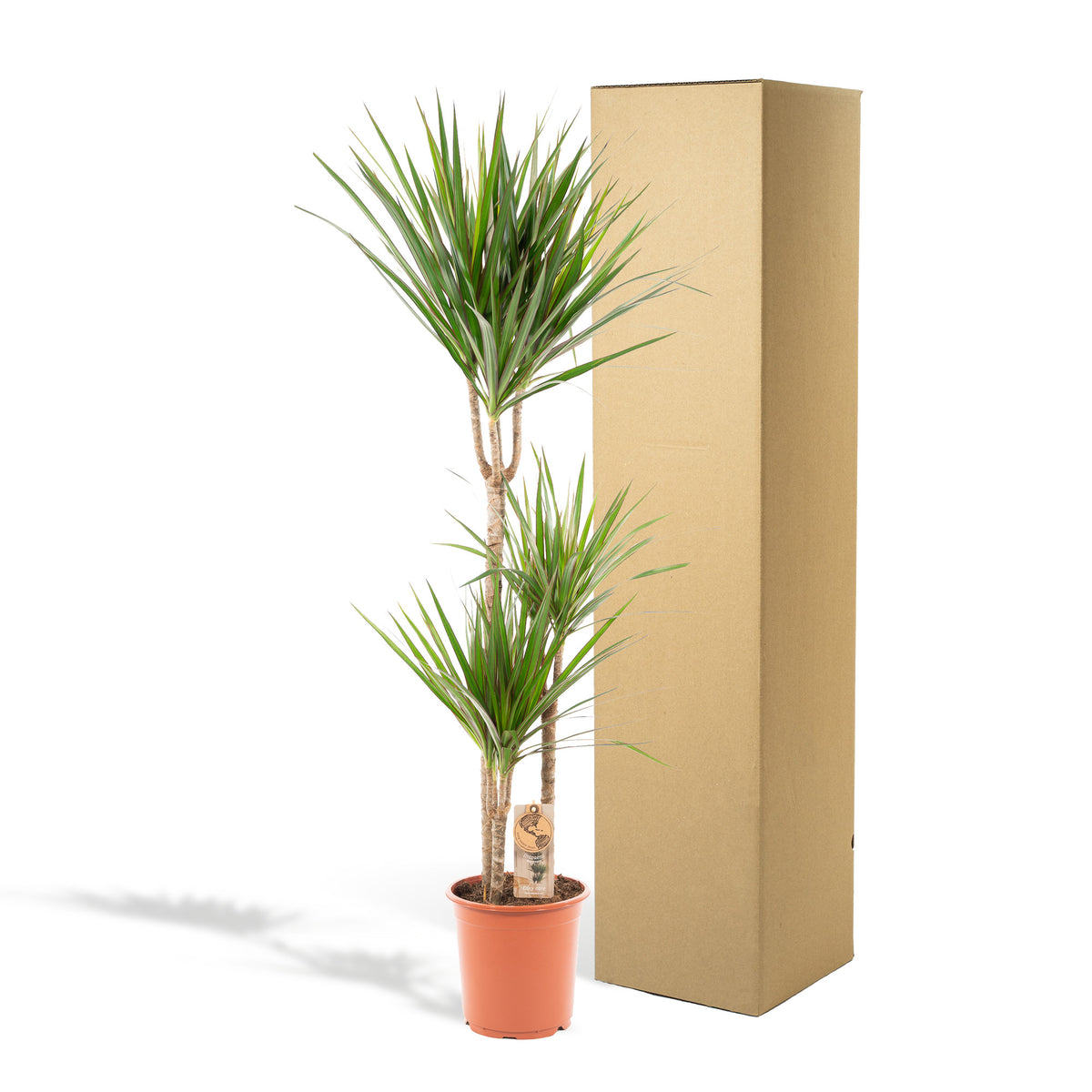 Dracaena Marginata - Ø21cm - ↕110cm | productafbeelding 5