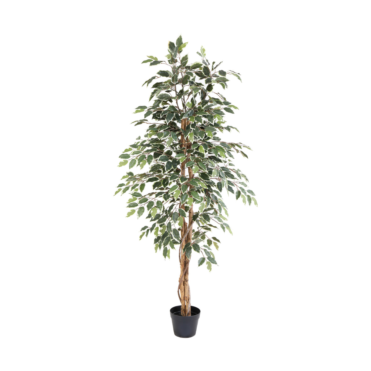 ARTIFICIAL Ficus benjamina variegata - 160cm | productafbeelding 2