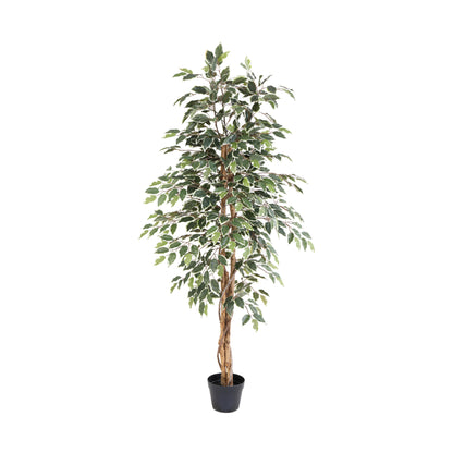 ARTIFICIAL Ficus benjamina variegata - 160cm | productafbeelding 2