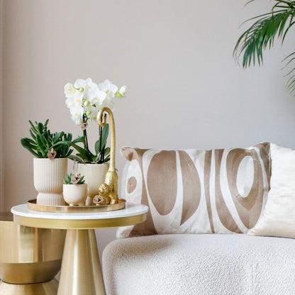 Gift set Luxury Living | Plantenset met Witte Orchidee en Succulenten incl. keramieken sierpotten