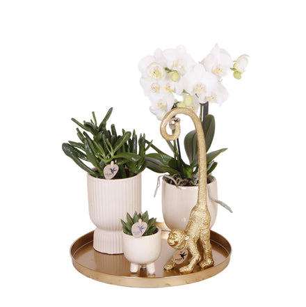 Luxury Living plantenset met witte orchidee en succulenten