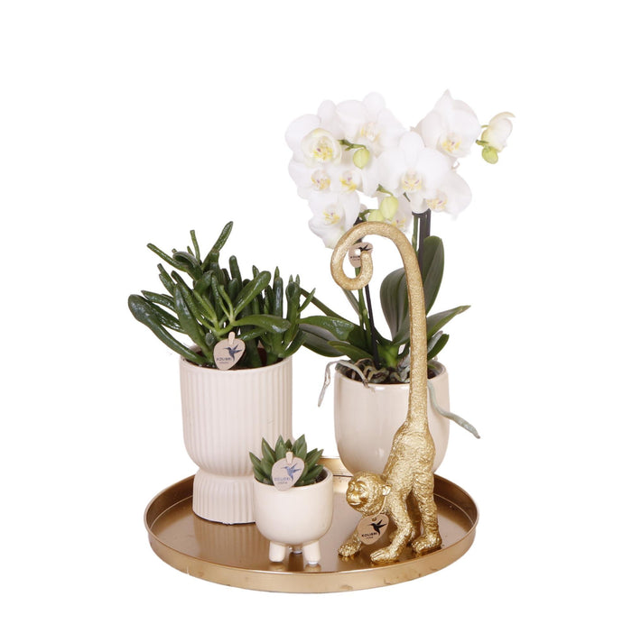 Gift set Luxury Living | Plantenset met Witte Orchidee en Succulenten incl. keramieken sierpotten