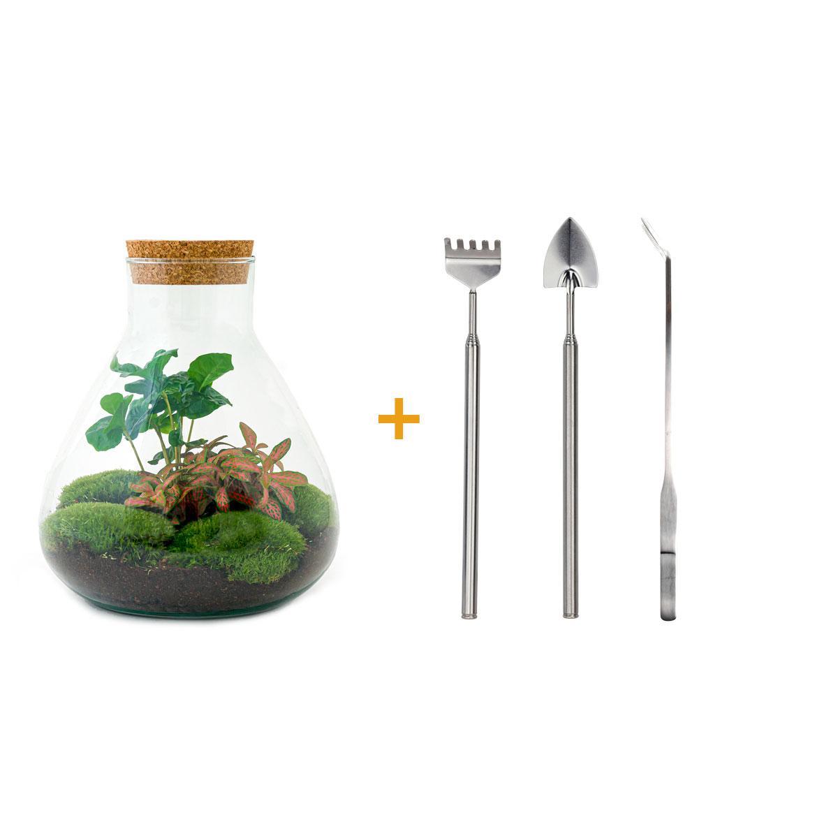 DIY-Terrarium – Sammie Coffea – ↕ 27 cm – Rechen + Schaufel + Pinzette