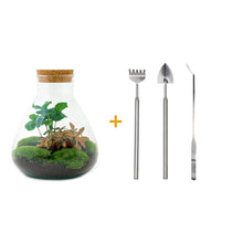 DIY-Terrarium – Sammie Coffea – ↕ 27 cm – Rechen + Schaufel + Pinzette