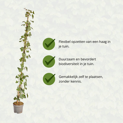 Hedera Hibernica - Klimop - Gestokt - ↨125 - 150 cm | productafbeelding 8