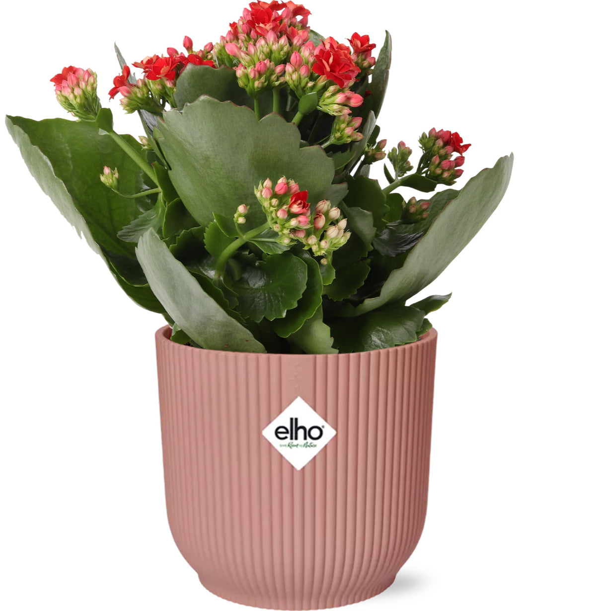 Mother's Day - Kalanchoe Rosalina Don Justino Rood  + ELHO Vibes Fold 14cm roze