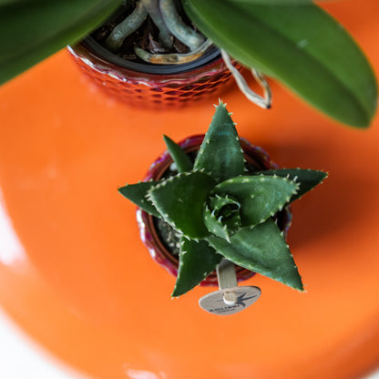 Kolibri Home | Diamond pearl sierpot - Red - Ø6cm | productafbeelding 2