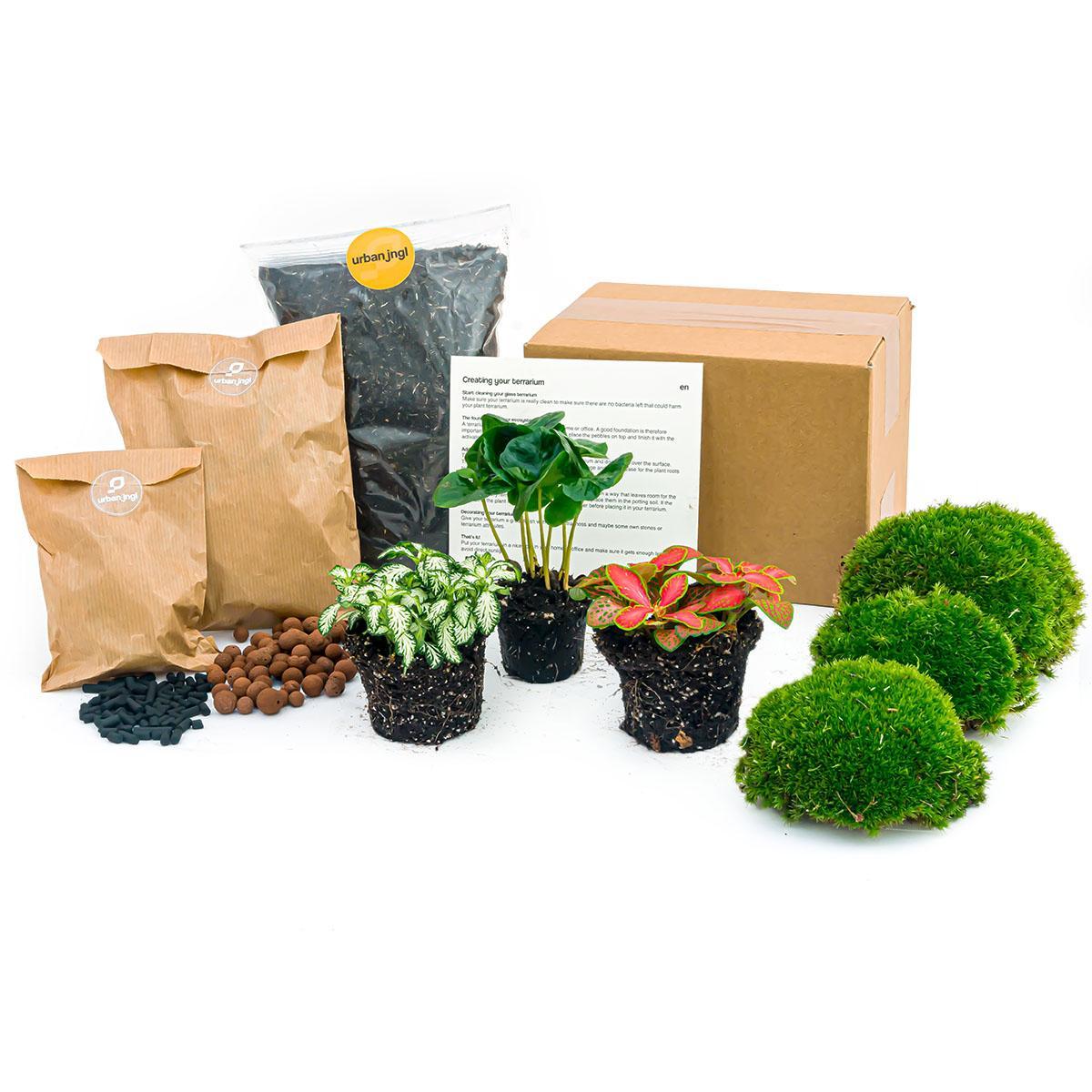Pflanzenterrararium-Set für Coffea Arabica – Nachfüll- und Starterset – zum Selbermachen