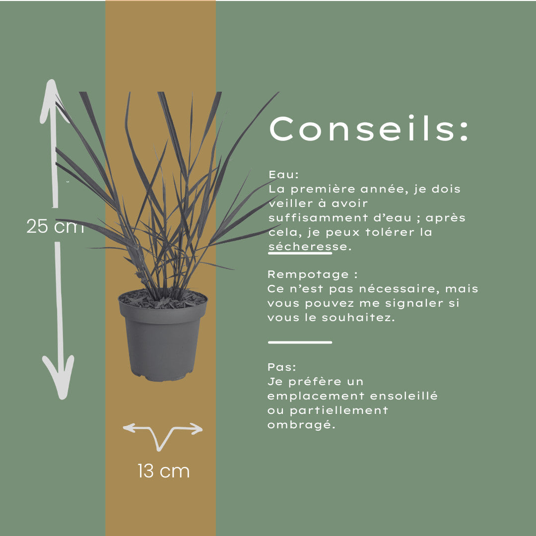 3x Panicum virgatum ‘Rotstrahlbusch’ – Siergras met warme herfstkleuren | Potmaat 12 cm | productafbeelding 5