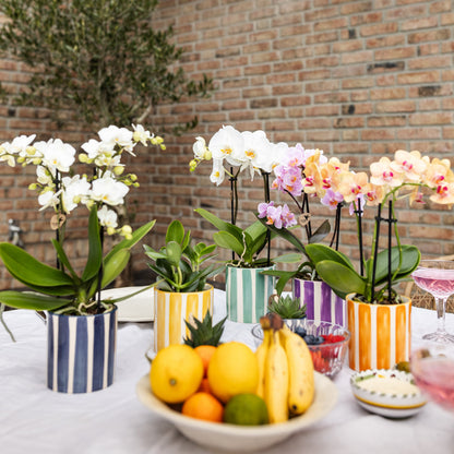 Kolibri Orchids | witte phalaenopsis orchidee Lausanne + Painted Stripe sierpot turquoise - potmaat Ø9cm | bloeiende…