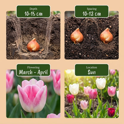 24x Tulipa Pastel mix - Pastel tulp mix - Diversen - Voorjaarsbloeier - Bolmaat 11/12 | productafbeelding 4