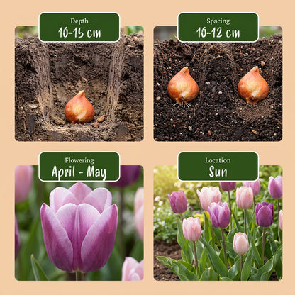 24x Tulipa Macron mix - Tulp Macron mix - Diversen - Voorjaarsbloeier - Bolmaat 11/12 | productafbeelding 4