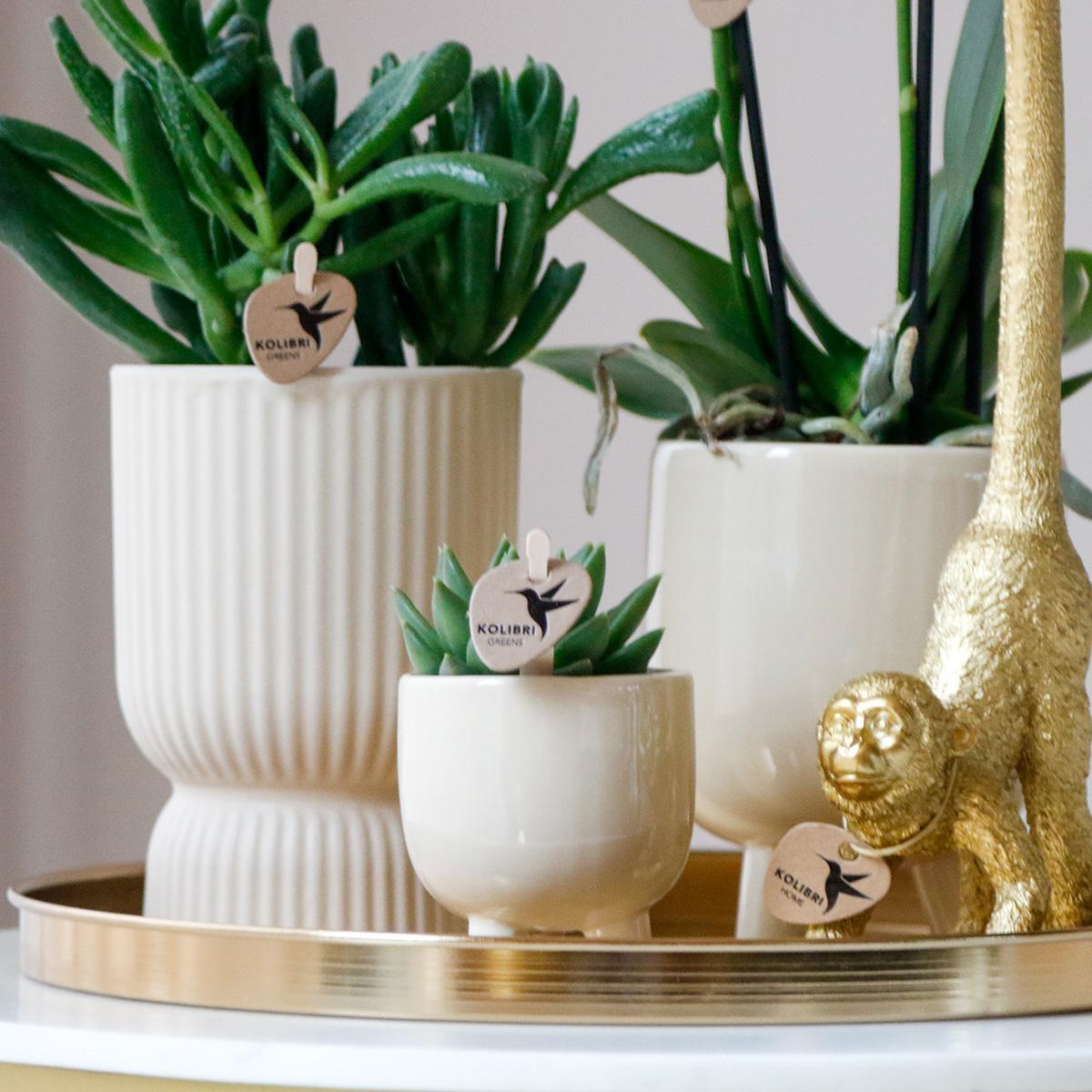 Gift set Luxury Living | Plantenset met Witte Orchidee en Succulenten incl. keramieken sierpotten