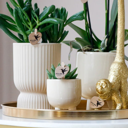 Gift set Luxury Living | Plantenset met Witte Orchidee en Succulenten incl. keramieken sierpotten