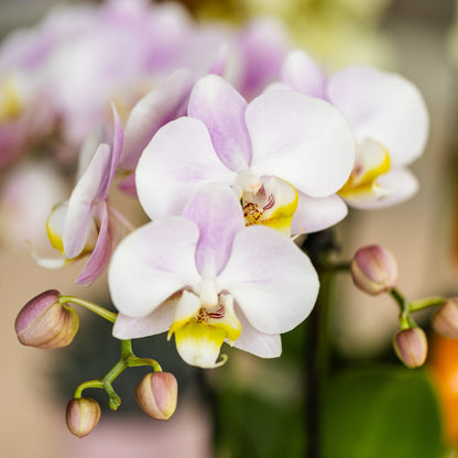 Kolibri Orchids | Roze phalaenopsis orchidee - Portugal - potmaat Ø9cm | bloeiende kamerplant - vers van de kweker |…