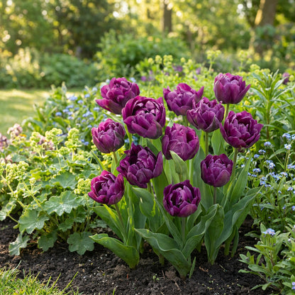 24x Tulipa Double Lilac - Dubbele lila tulp - Paars - Voorjaarsbloeier - Bolmaat 11/12 | productafbeelding 2