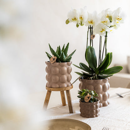 Kolibri Orchids | Plantenset Cotton zand | Groene planten met witte Phalaenopsis orchidee Ghent in keramieken sierpotten…