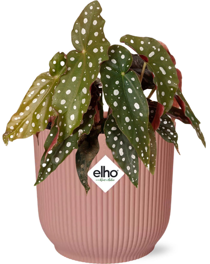 Begonia Maculata + ELHO Vibes Fold 14cm roze