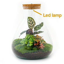 DIY-Terrarium – Sam Calathea mit Beleuchtung – ↕ 30 cm – Normal