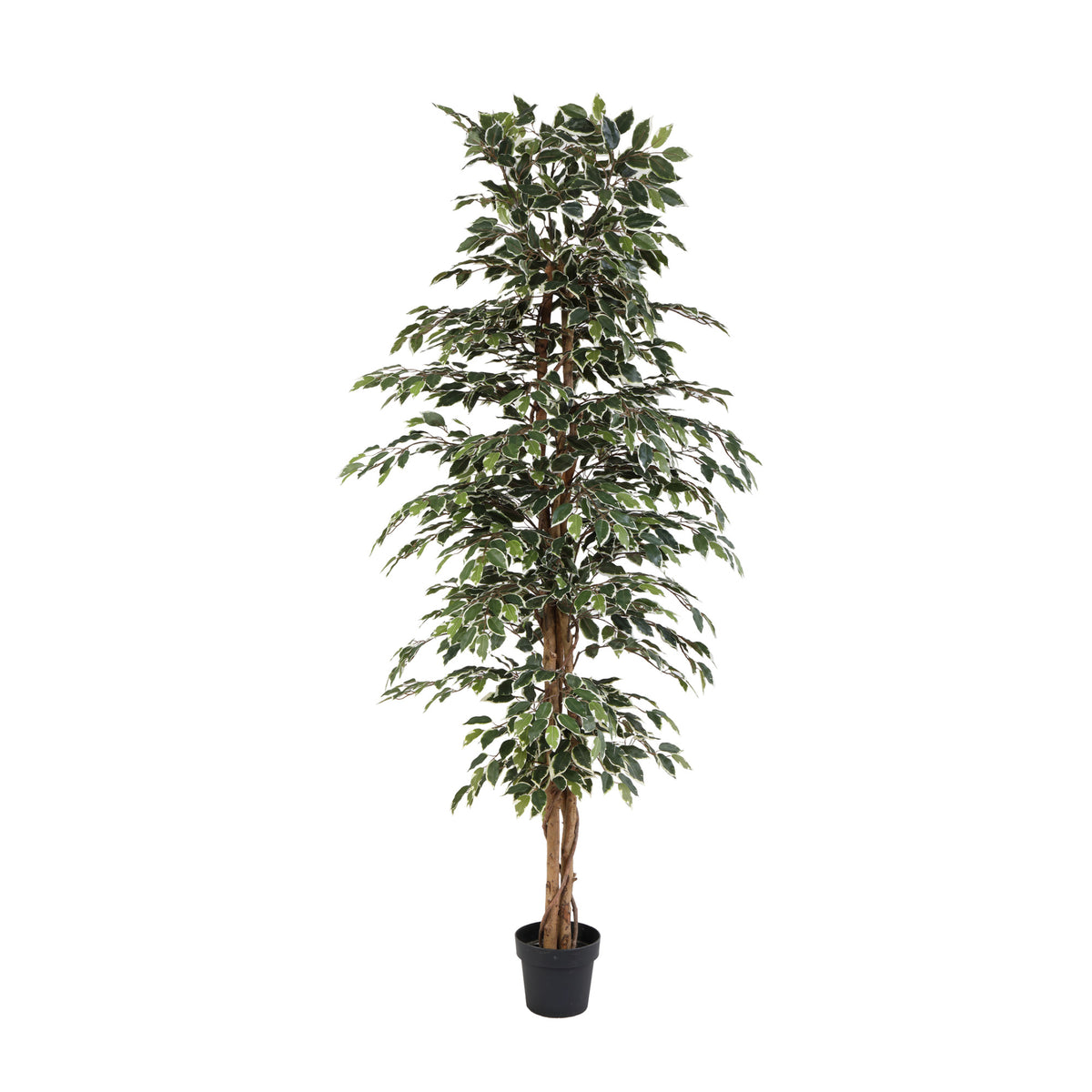 ARTIFICIAL Ficus benjamina variegata - 205cm | productafbeelding 2