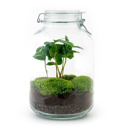 DIY-Terrarium – Einmachglas – Coffea Arabica – ↕ 28 cm – Rechen + Schaufel + Pinzette + Schere