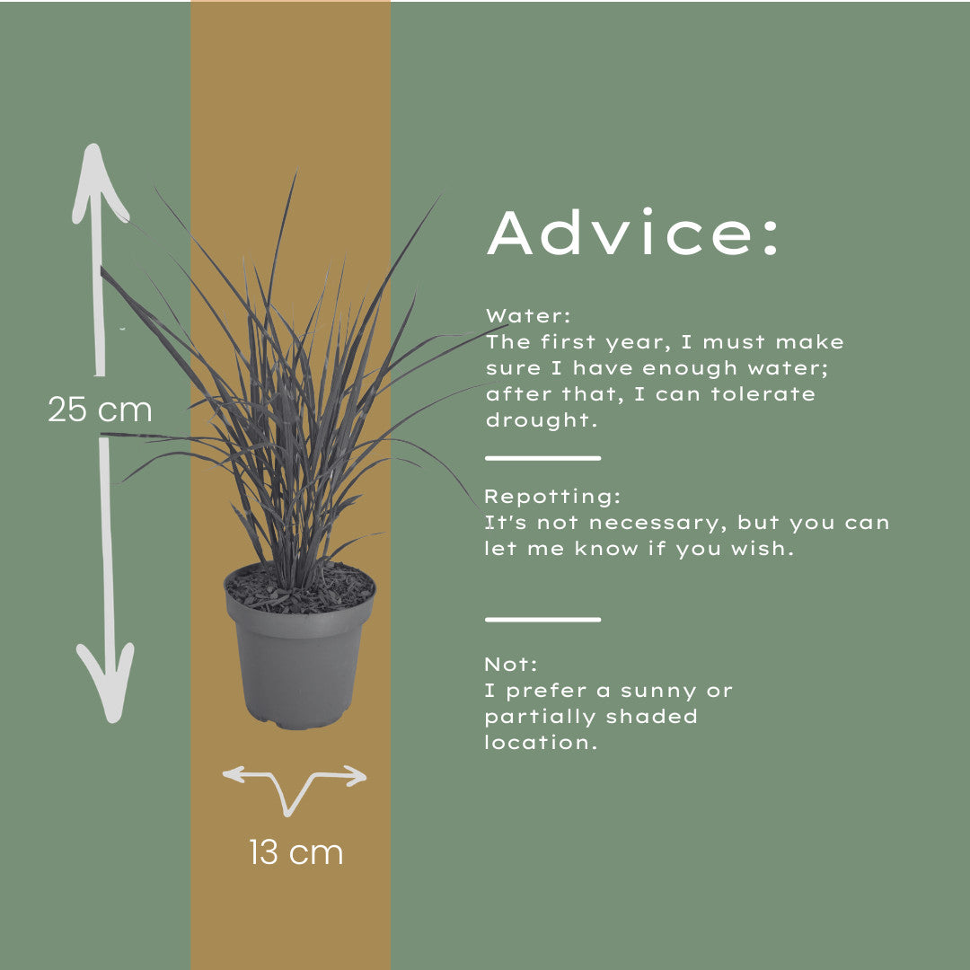 3x Miscanthus sinensis ‘Zebrinus’ – Opvallend zebragras met decoratief gestreept blad | Potmaat 12 cm | productafbeelding 6