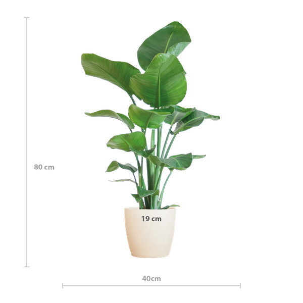 Strelitzia Nicolai met witte pot - foto 2