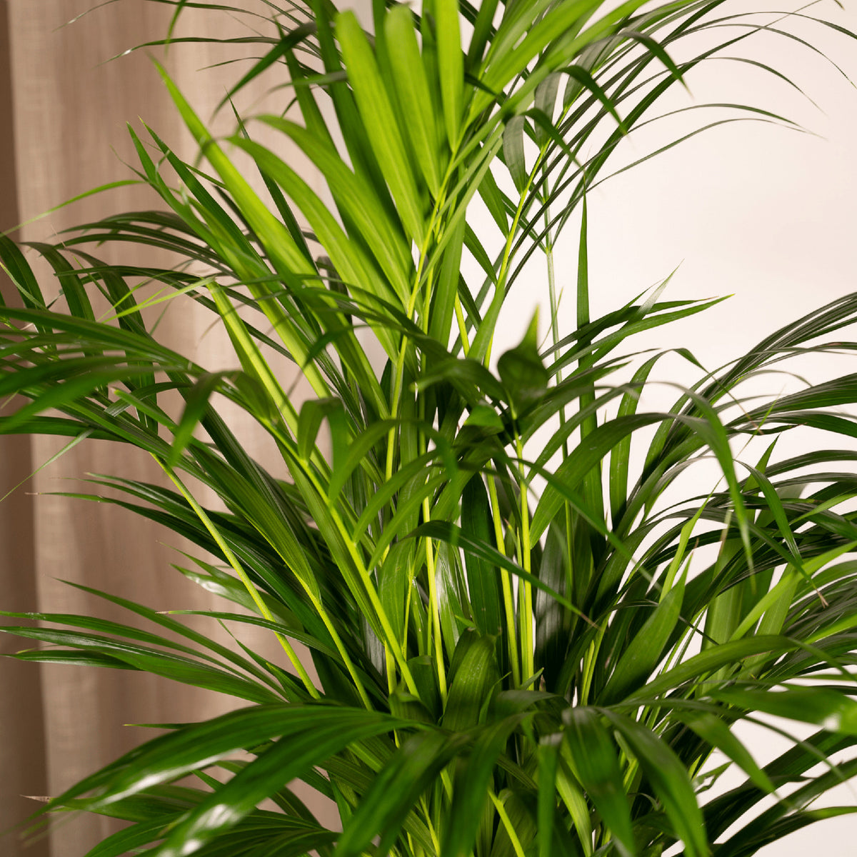 Areca palm - Ø17cm - ↕70cm | productafbeelding 5