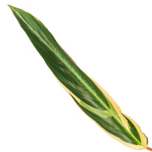 Calathea Warscewiczii - 80 cm - Ø19cm