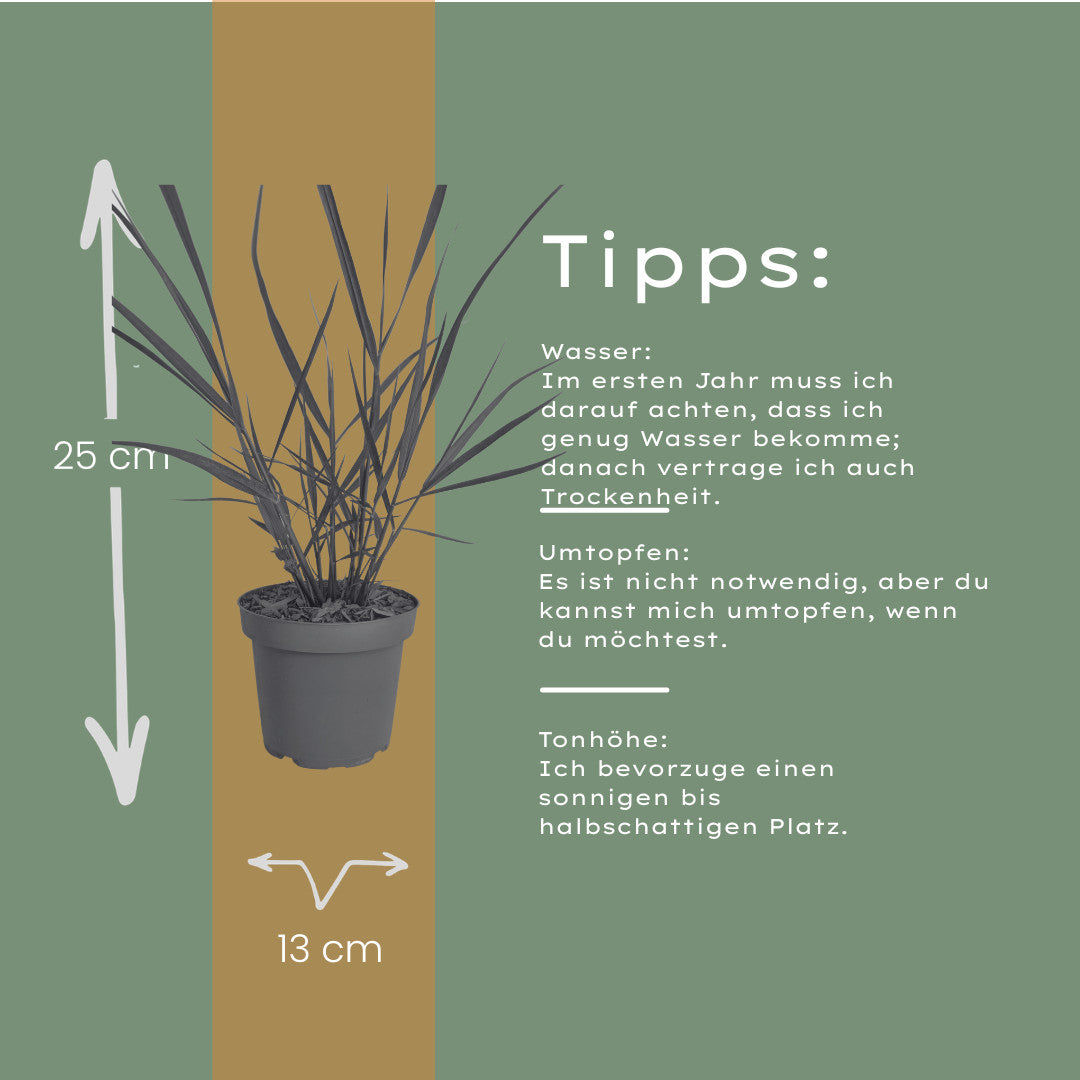 3x Panicum virgatum ‘Rotstrahlbusch’ – Siergras met warme herfstkleuren | Potmaat 12 cm | productafbeelding 9
