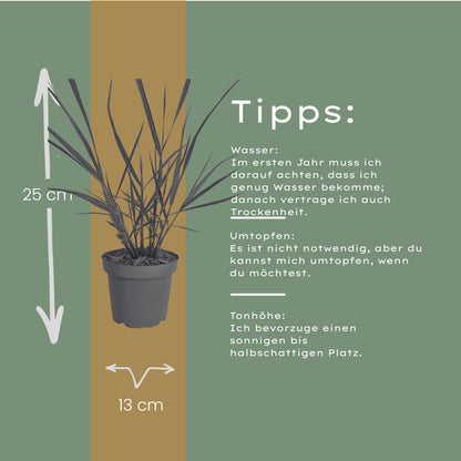 3x Panicum virgatum ‘Rotstrahlbusch’ – Siergras met warme herfstkleuren | Potmaat 12 cm | productafbeelding 9