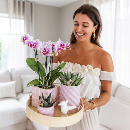 Kolibri Orchids | roze Phalaenopsis orchidee potmaat Ø9cm | Rotterdam | bloeiende kamerplant - vers van de kweker |…