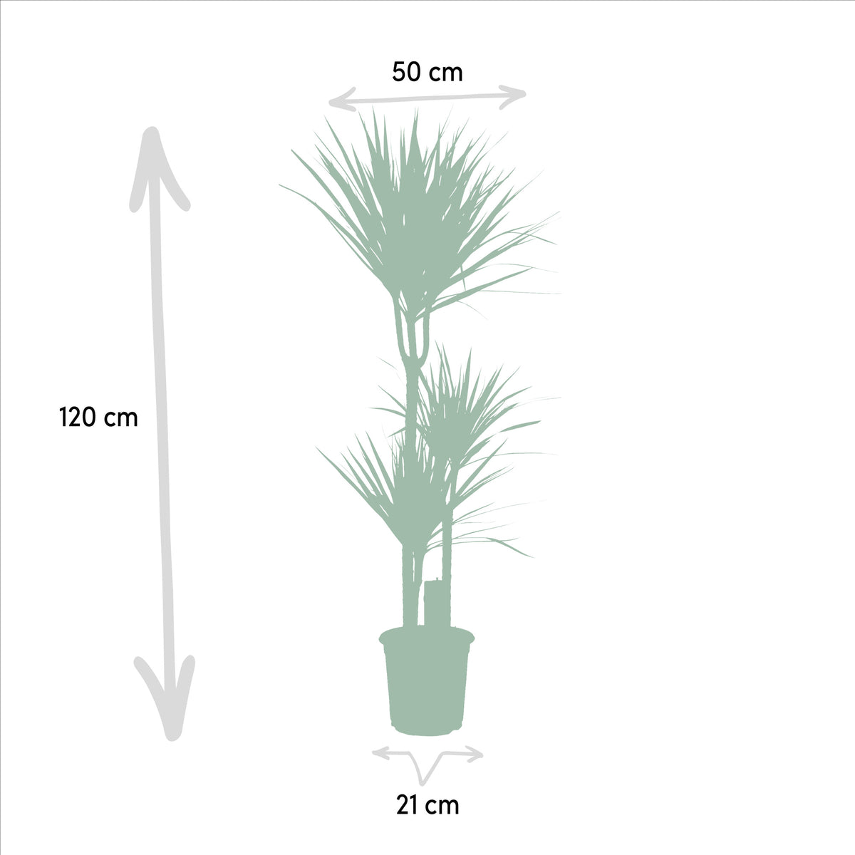 Dracaena Marginata - Ø21cm - ↕110cm | productafbeelding 4